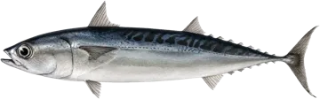 Le Bonitou