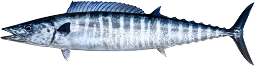 Le Thazard noir (Wahoo)