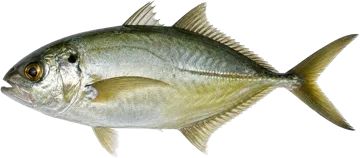 La Carangue coubali