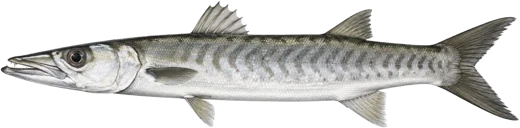 Guinean barracuda