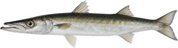 Guachanche barracuda