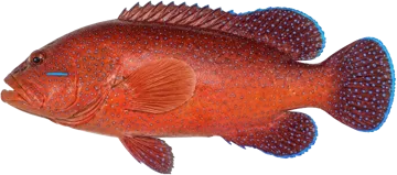 Le Mérou de Gorée