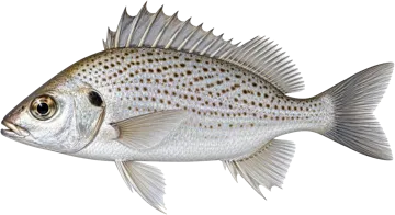 La Dorade grise