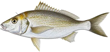 Le Grogneur de Roger