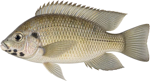 La Carpe lagunaire