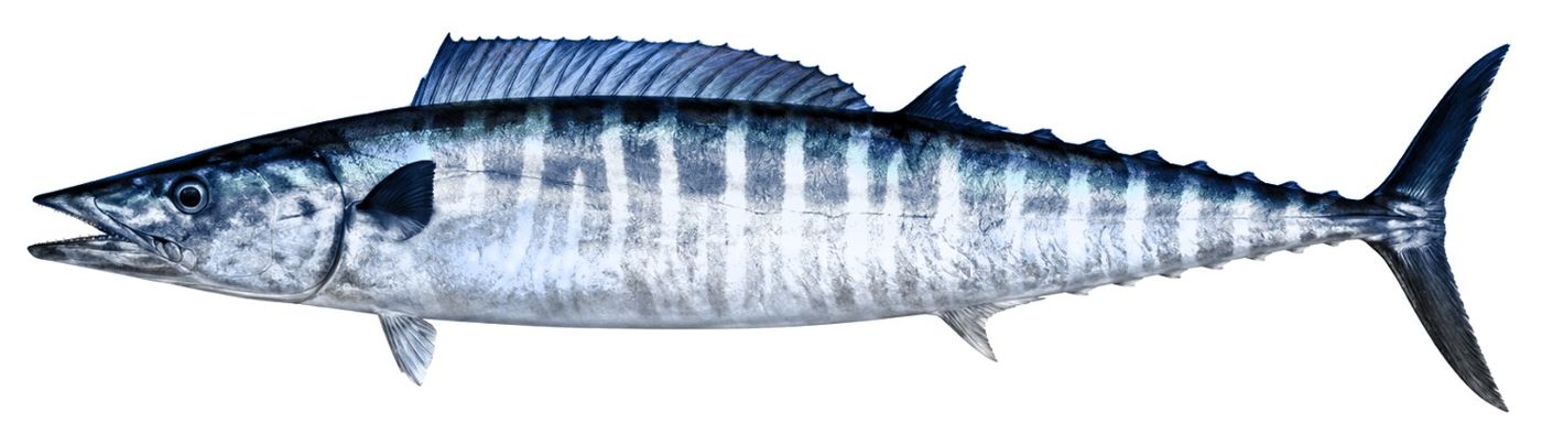 Identification plate: Wahoo
