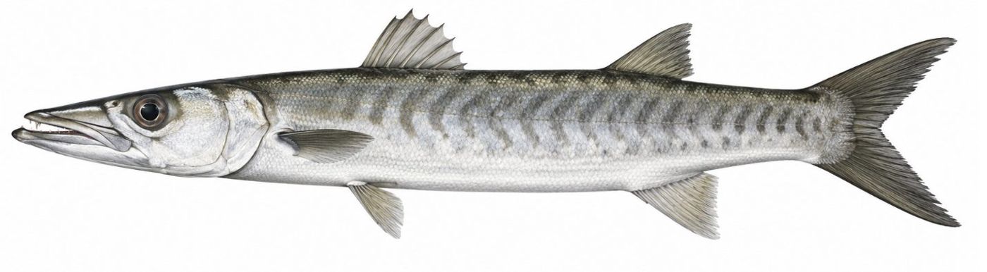 Identification plate: Guinean barracuda