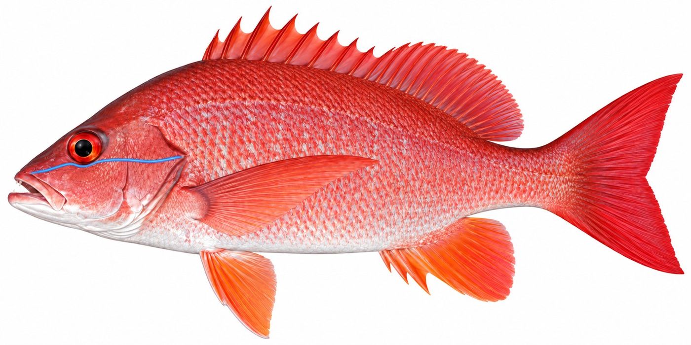 Planche d’identification : Le Vivaneau de Gorée