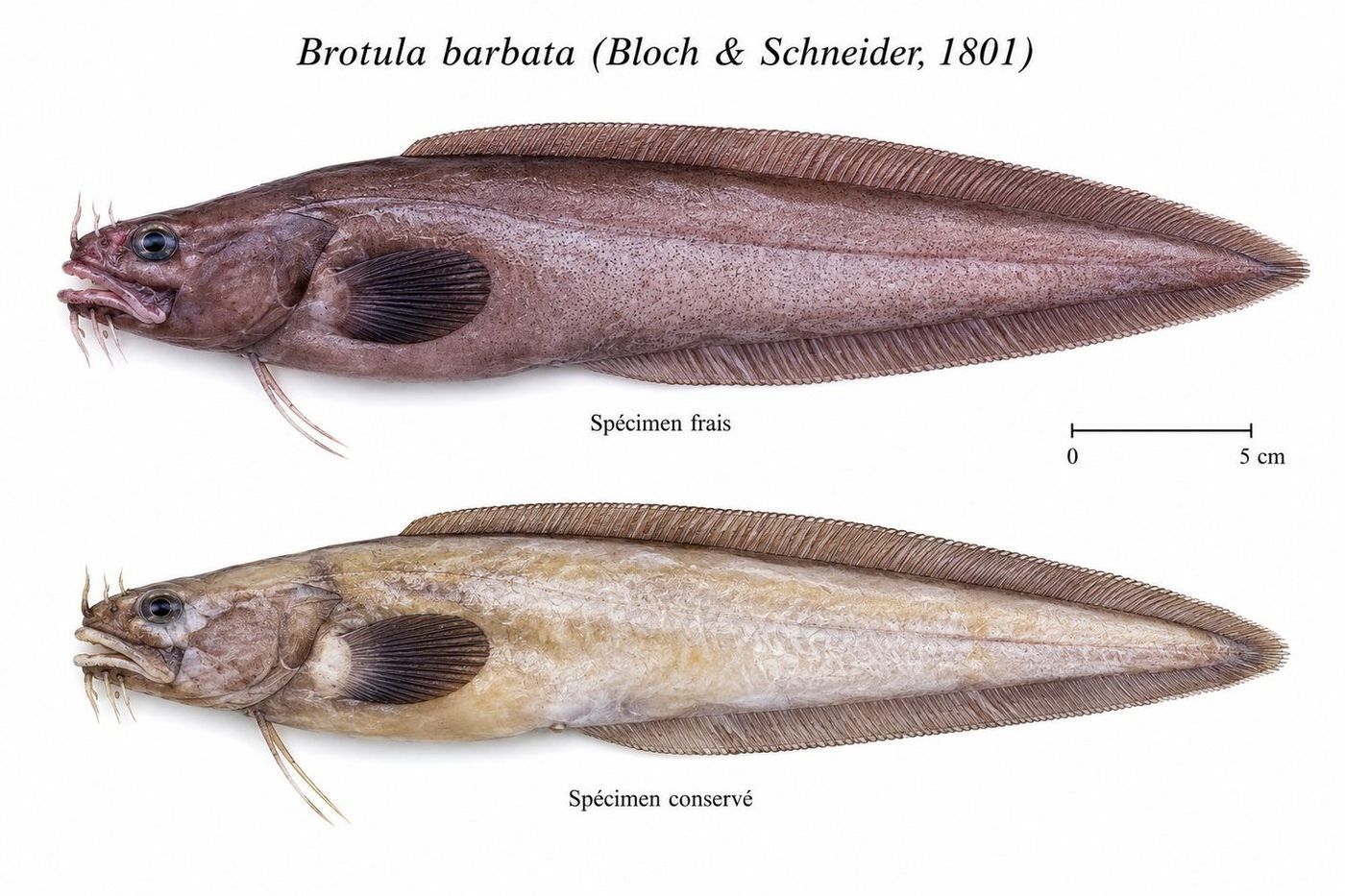 Identification plate: Brotule barbée (Bearded brotula)