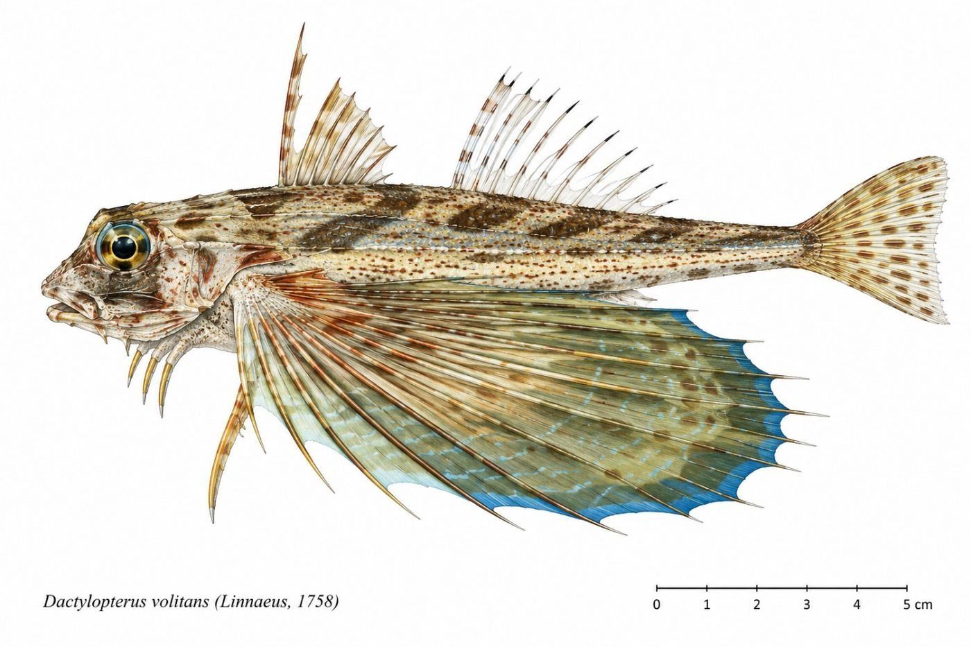 Identification plate: Grondin volant (Flying gurnard)