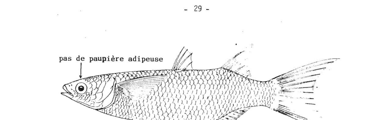 Planche d’identification : Le Mulet curème