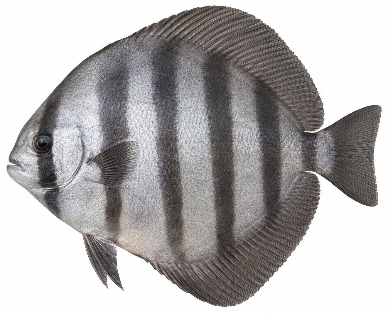 Identification plate: Spadefish de Gorée (West African spadefish)