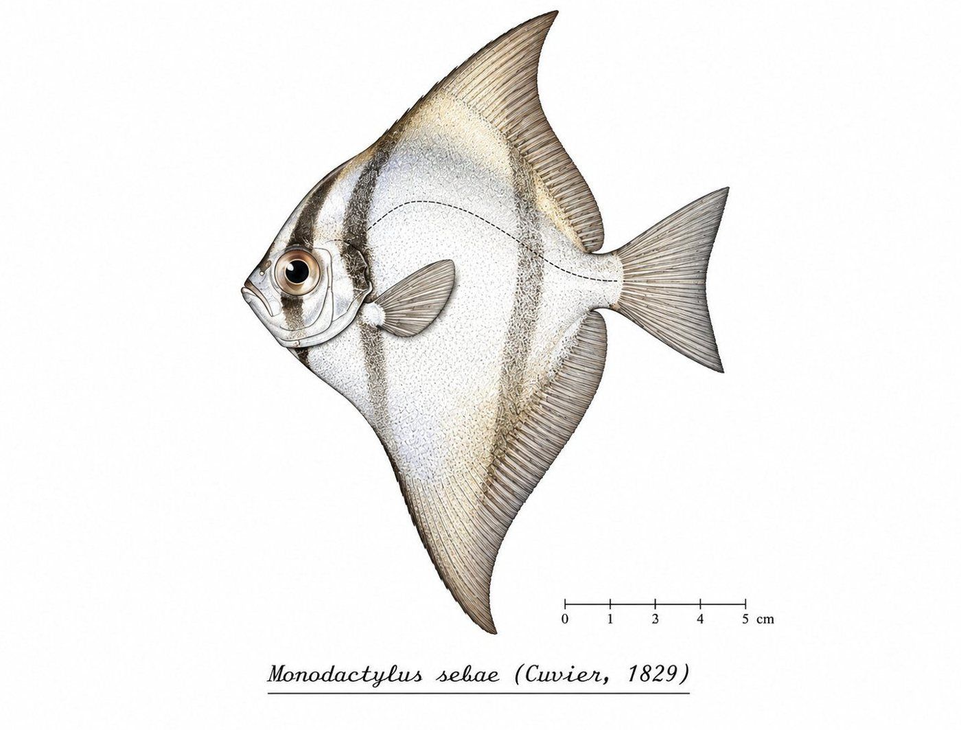 Planche d’identification : La Sole-lune africaine