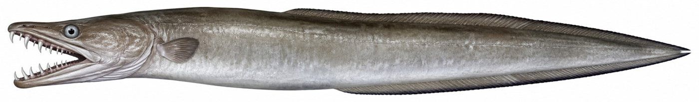 Planche d’identification : La Murène-brochet féroce