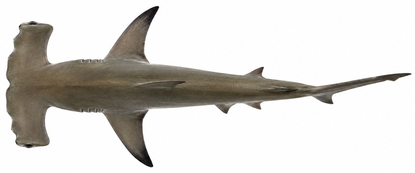Planche d’identification : Le Requin-marteau halicorne