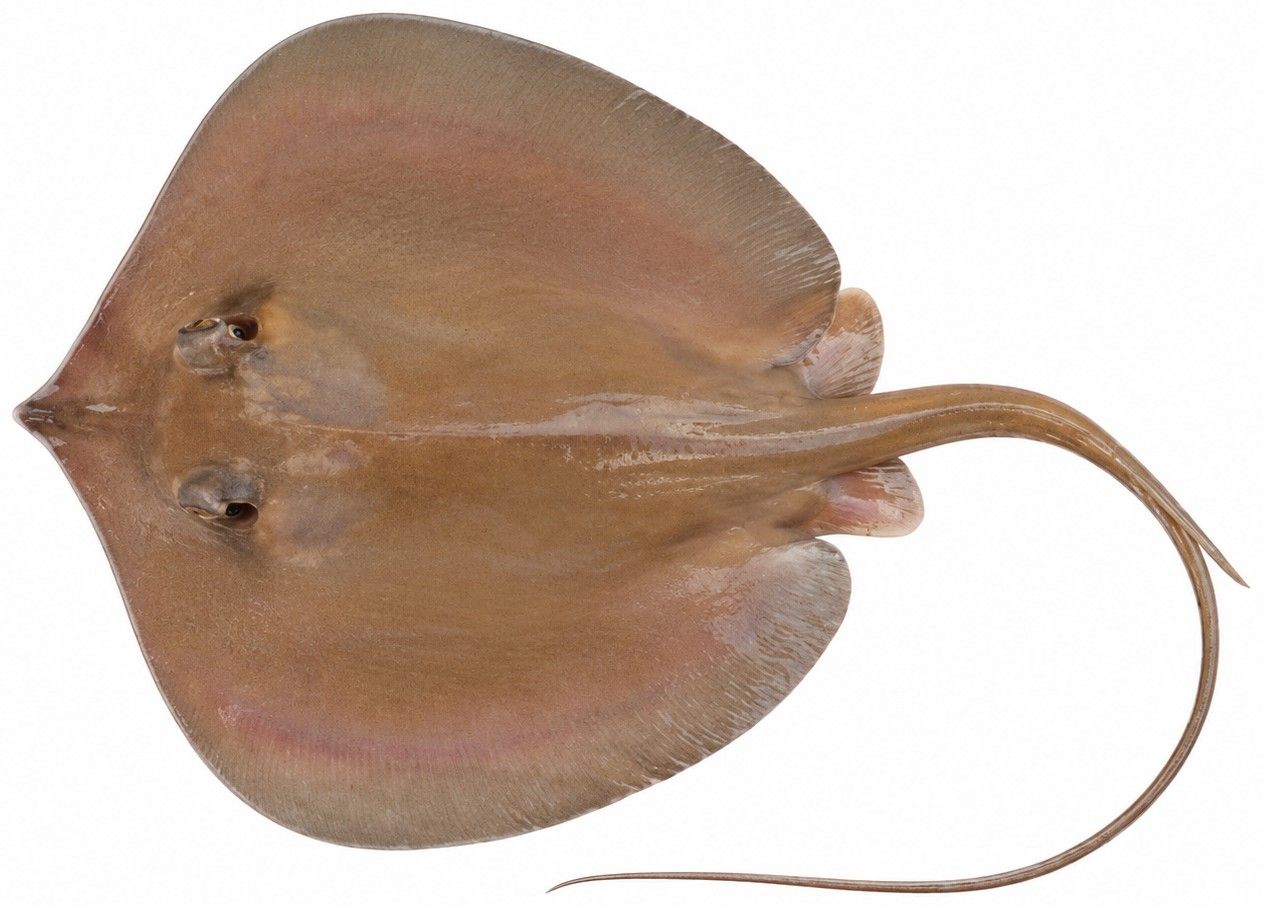Identification plate: Daisy stingray