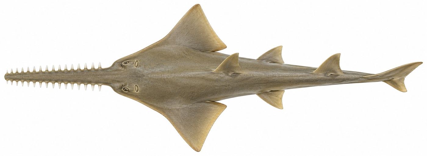 Identification plate: Largetooth sawfish