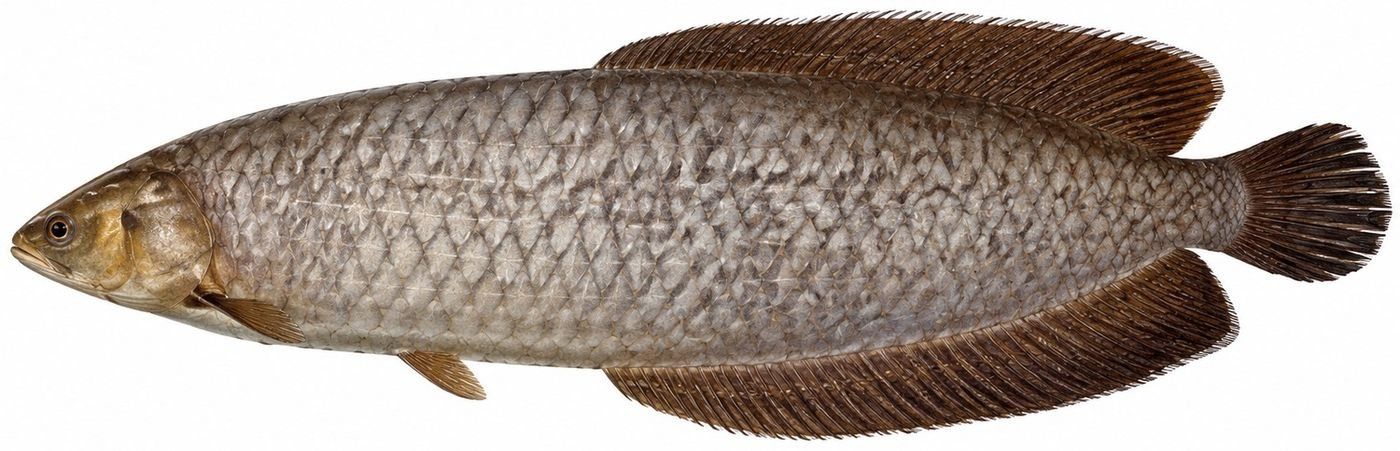 Identification plate: African bonytongue