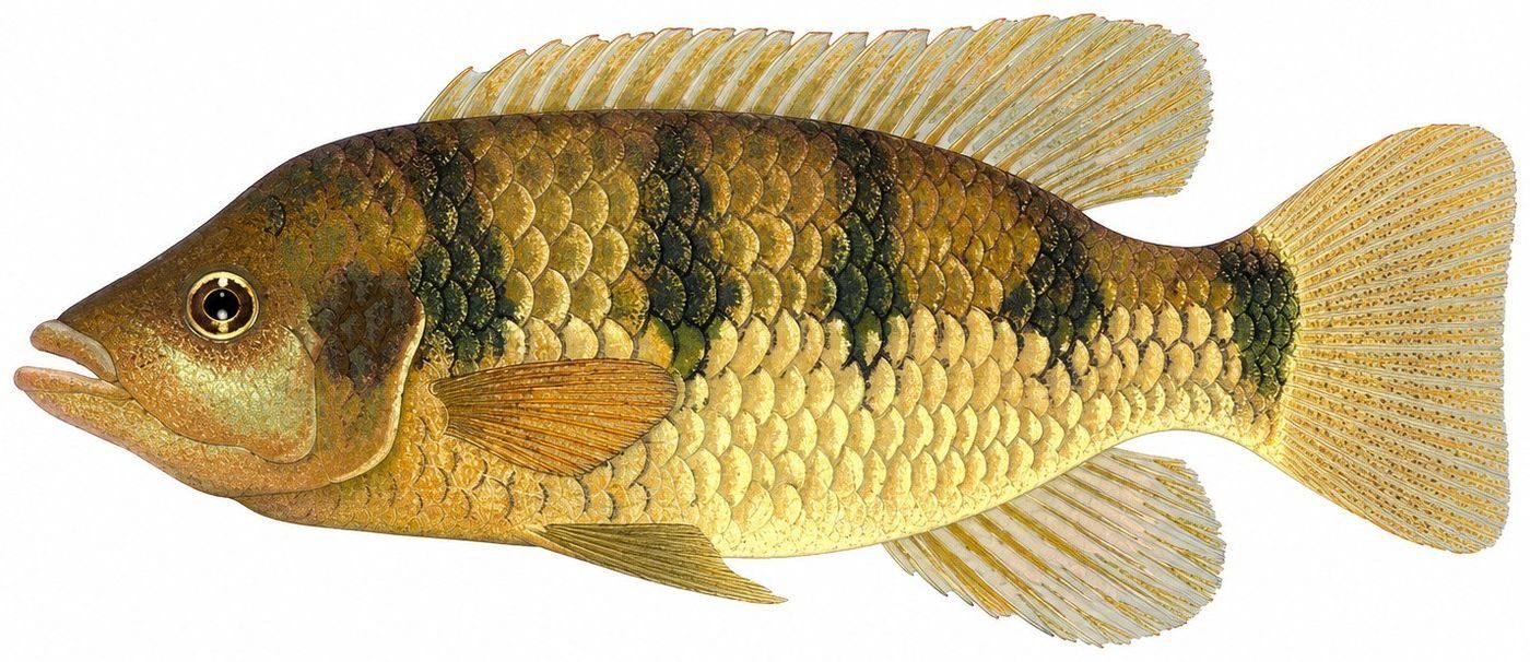 Planche d’identification : Le Hemichromis