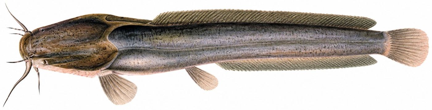 Identification plate: African sharptooth catfish