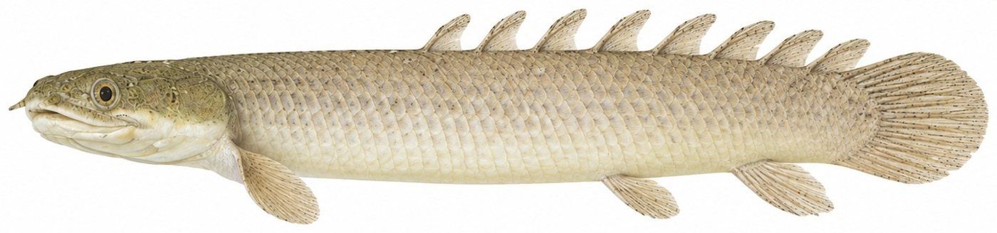 Planche d’identification : Le Bichir du Sénégal